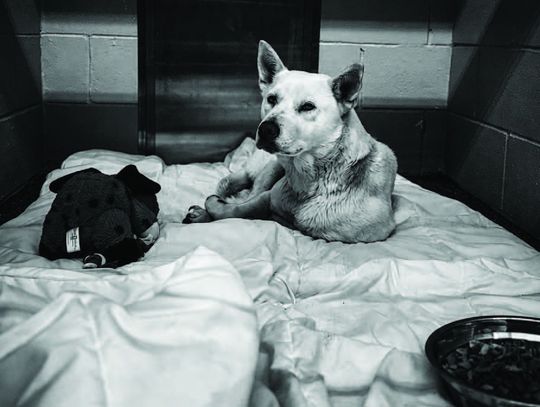 Adoption specials at the shelter available in May