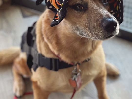 Come meet Bark Ranger Ranger at the Marble Falls Public Library on July 11 when he assists with a presentation about Texas snakes. Find more details in Let's Be Brief on Page 8. Contributed photo