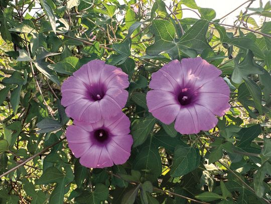 Bringing the ‘maximilian’ out of sunflower blooms