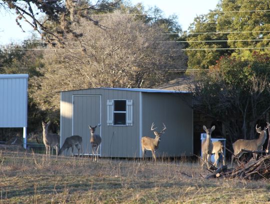 Citizens critical of deer harvesting program