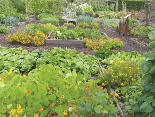 At its core, companion gardening is both a science and an art. It involves understanding the intricate relationships between plants, their soil preferences, nutrient needs, and interactions with insects and diseases. Contributed/almanac.com