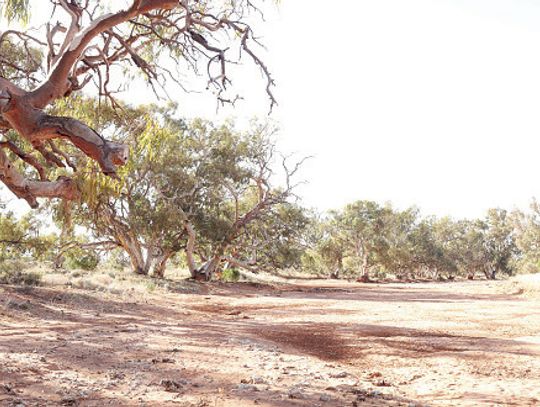 HLBWS members will hear a horticulturist and certified arborist present an overview of past drought condi- tions in Central Texas and the long-term ramifications it may have on tree health.