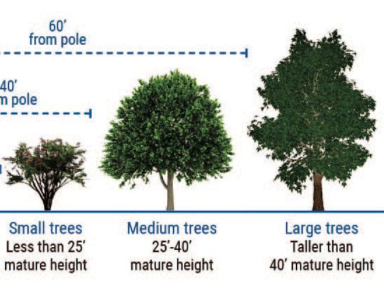 Electric co-op shares tips for fall planting