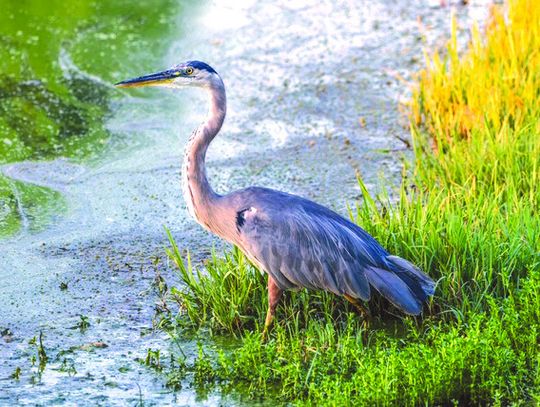 Kathy McFarlen's photograph, 'Great Blue at Golden Hour,' captures the beauty of this majestic bird spotted throughout the Highland Lakes. Contributed photo