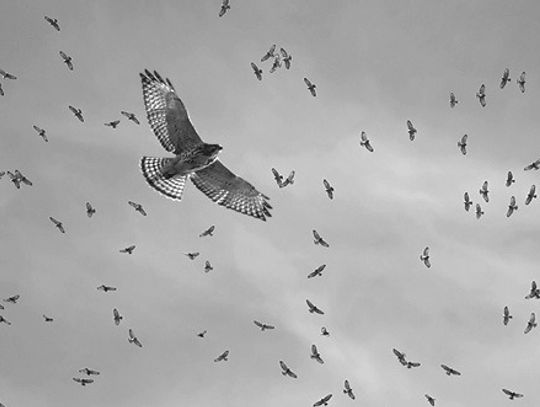 The speaker, who is a board member of Travis County Audubon Society, will present 'The Marvels of Bird Migration in Central Texas.'