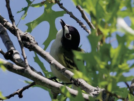 Exploring ways to conserve the web of life