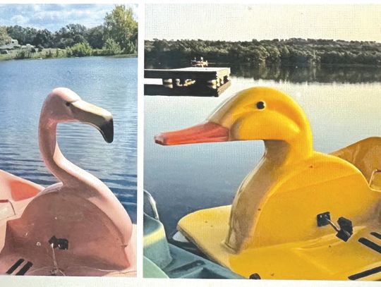 Campers are flocking to win the privilege of naming the two new birds paddling around on Inks Lake. Contributed photos