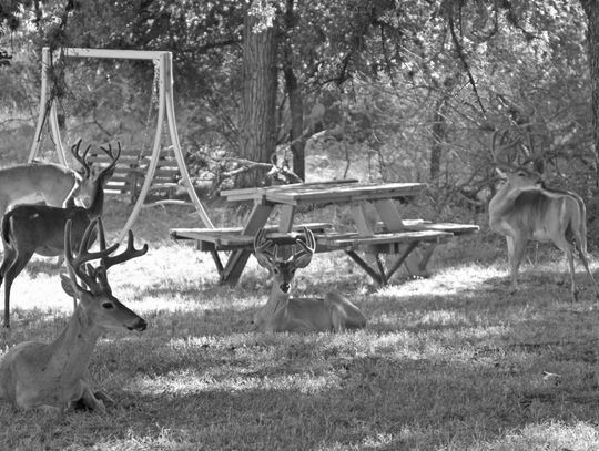 Granite Shoals cracking down on deer poaching