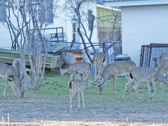 Granite Shoals deer fall harvesting program underway