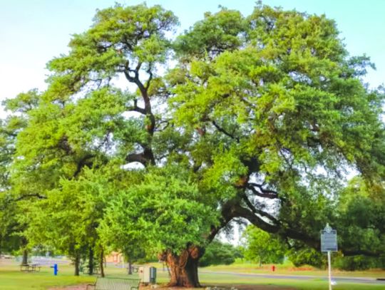 Granite Shoals would like to place some of its heritage oak trees on the map just like other communities with a photo contest. Contributed photo