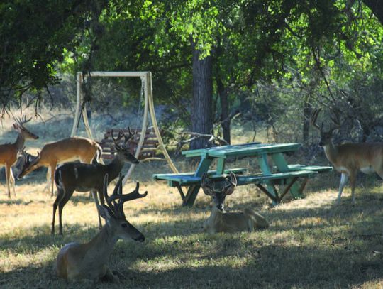 GShoals relaunches deer culling program