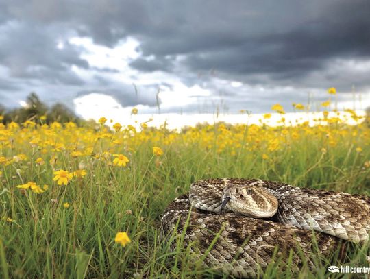 Danger in the Wild - flowers by Bill Weekley was 2nd runner up.