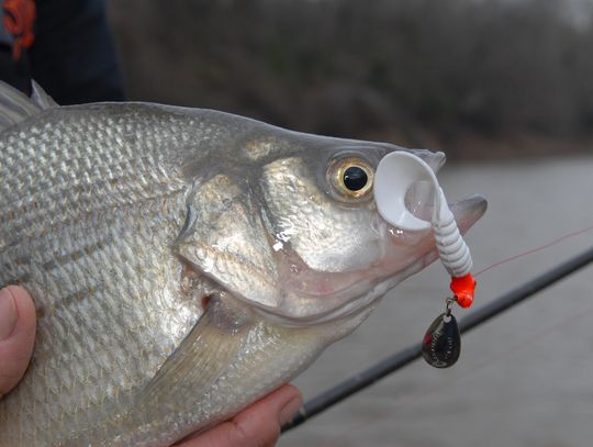 On Lake LBJ, bass are good skipping docks with craws, flukes and worms, or cranking bulkheads and shallow rocks. File photo