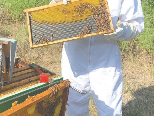 All the Buzz Jessica Murray, assistant librarian at the Oakalla Library, is pictured here at the hive of bees on the grounds of the venue. Contributed/ Jesse Pratt