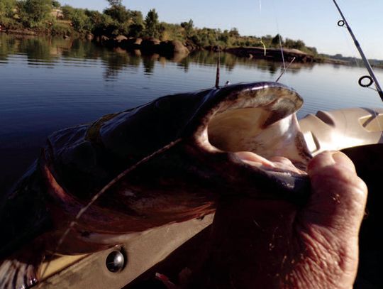 Kayaker nabs mighty ‘yellow cat’ on tiny jig