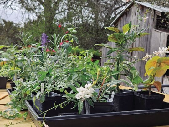 Learning about the survival skills of native plants