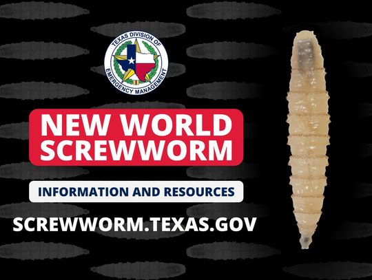 Llano County declares screwworm disaster declaration