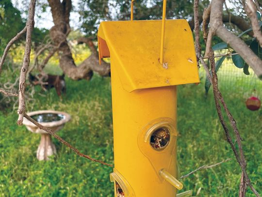 If you are using S hangars for your outdoor bird feeders, you can stick the orange wedge onto the end. This also prevents the squirrels from knocking your bird feeder to the ground.