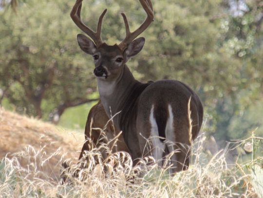 Program nets hundreds of deer