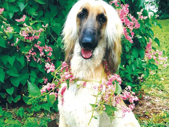 The public has a chance to vote for their favorite photographs of animals and wild - flowers at Falls on the Colorado Museum. Contributed/Nancy Ebeling