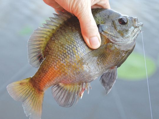 Bluegills are pint-sized fish with small mouths. Small hooks and baits work best. Photos by Matt Williams
