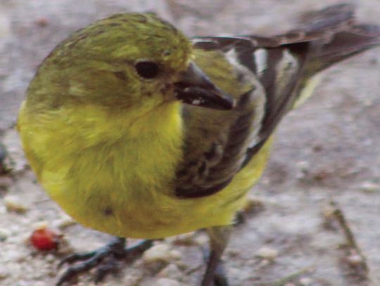 Some avian friends share ‘sunshine in their feathers’