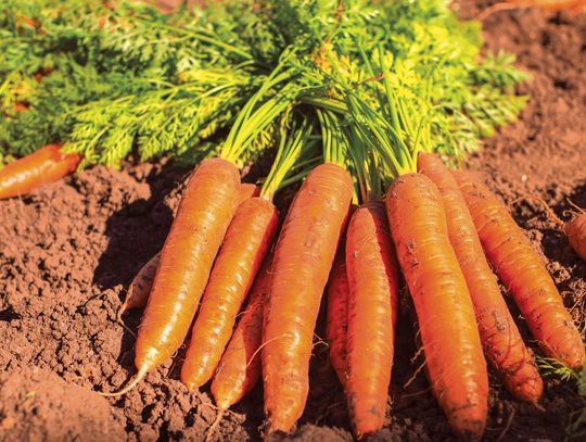 Summertime gardening tips for veggies and grasses