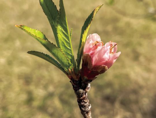 Take note of signs that spring has sprung