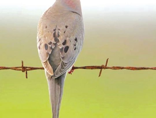 Hunters must purchase valid hunting licenses for the 2024-25 before hitting the field. Contributed photos