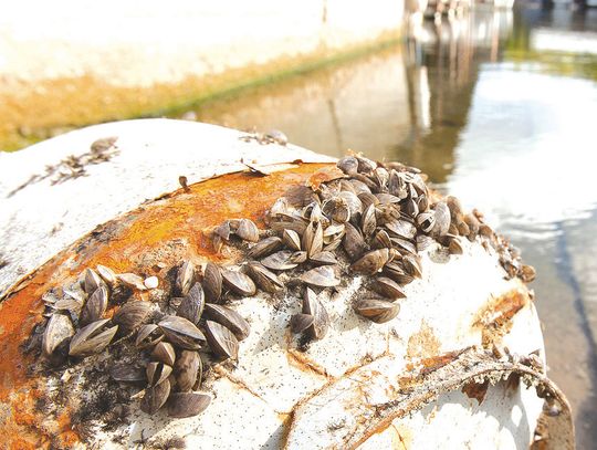 Non-native species not cleaned from boats and trailers litter shorelines with hazardous, sharp shells that impact lakefront recreation. Contributed photo/TPWD