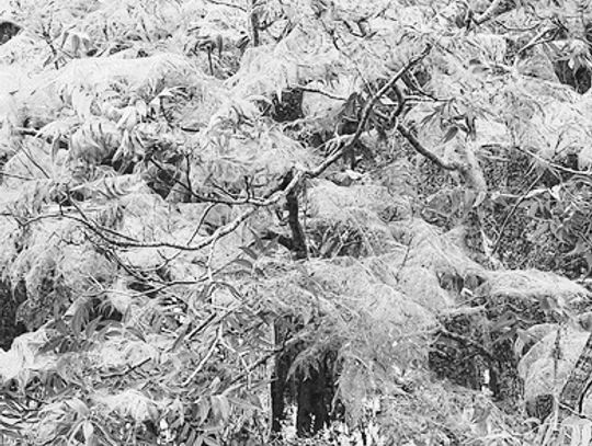During peak infestations webworms can become fatal to trees, so Meadowlakes monitors and supports a robust program to keep them away. Contributed photo