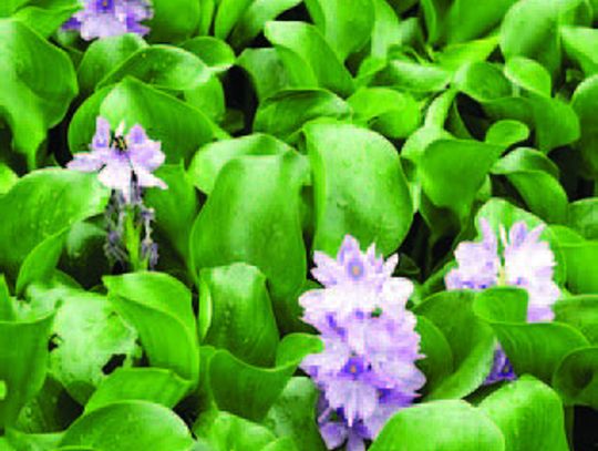 LCRA manages hydrilla and water hyacinth on the Highland Lakes when the plants have the potential to impact LCRA dam or power plant operations. Contributed photos/LCRA