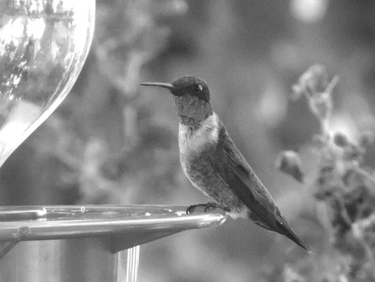 A ruby-throated hummingbird perched on a feeder ushers in the season for these colorful birds. Contributed/Sue Kersey
