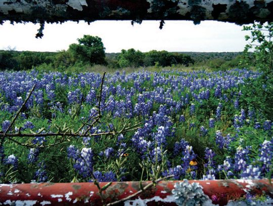 Winter freeze forecasts colorful spring