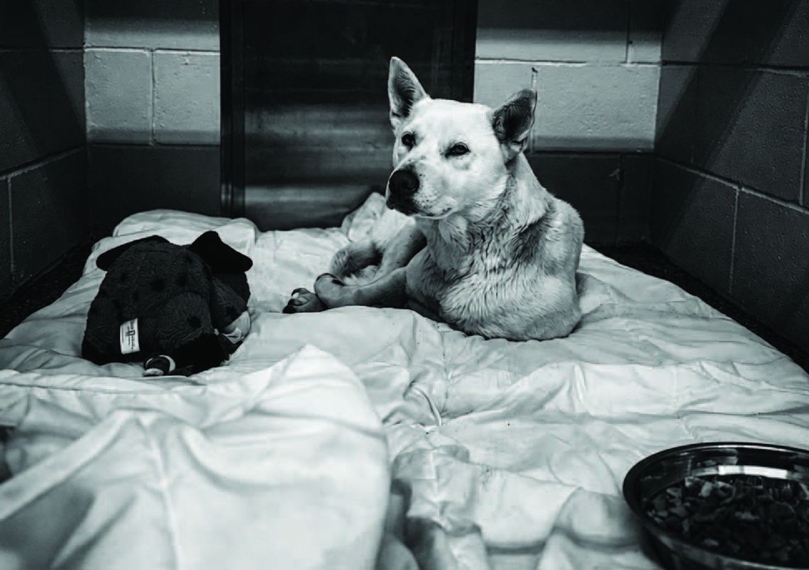 Adoption specials at the shelter available in May Adoption specials at the shelter available in May
