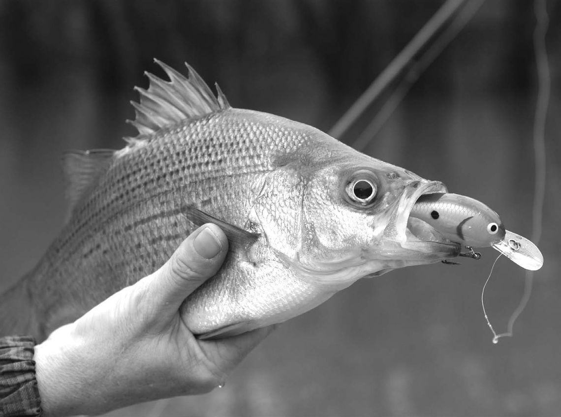 Shallow and medium diving crankbaits are always a good choice during the spring