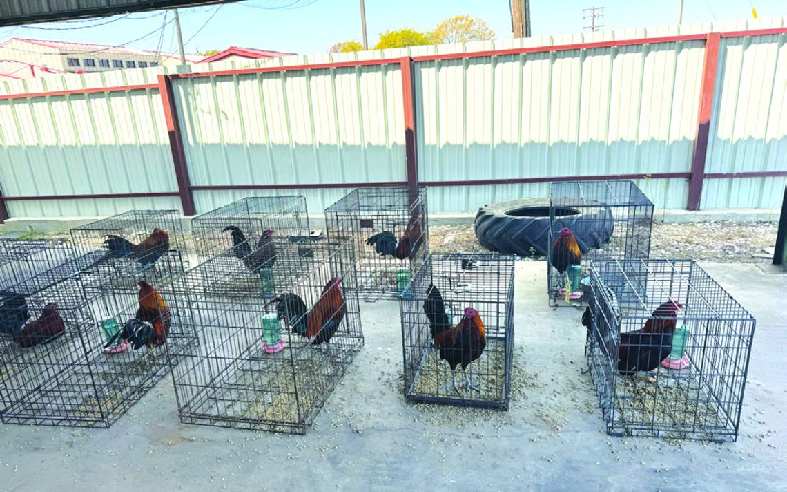 On March 16, Burnet County Sheriff's Office deputies seized nine suspected cockfighting roosters (pictured here at the BCSO carport) after a traffic stop, ending in an arrest. Contributed/BCSO