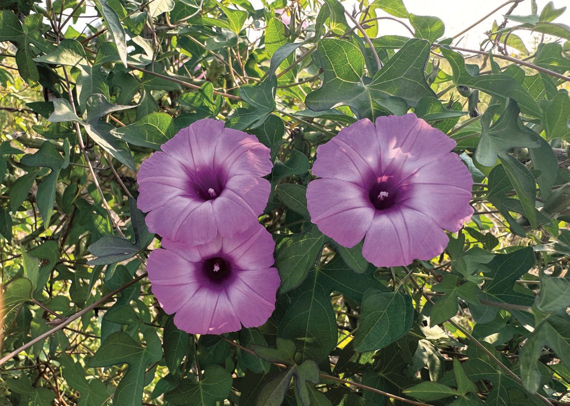 Bringing the ‘maximilian’ out of sunflower blooms
