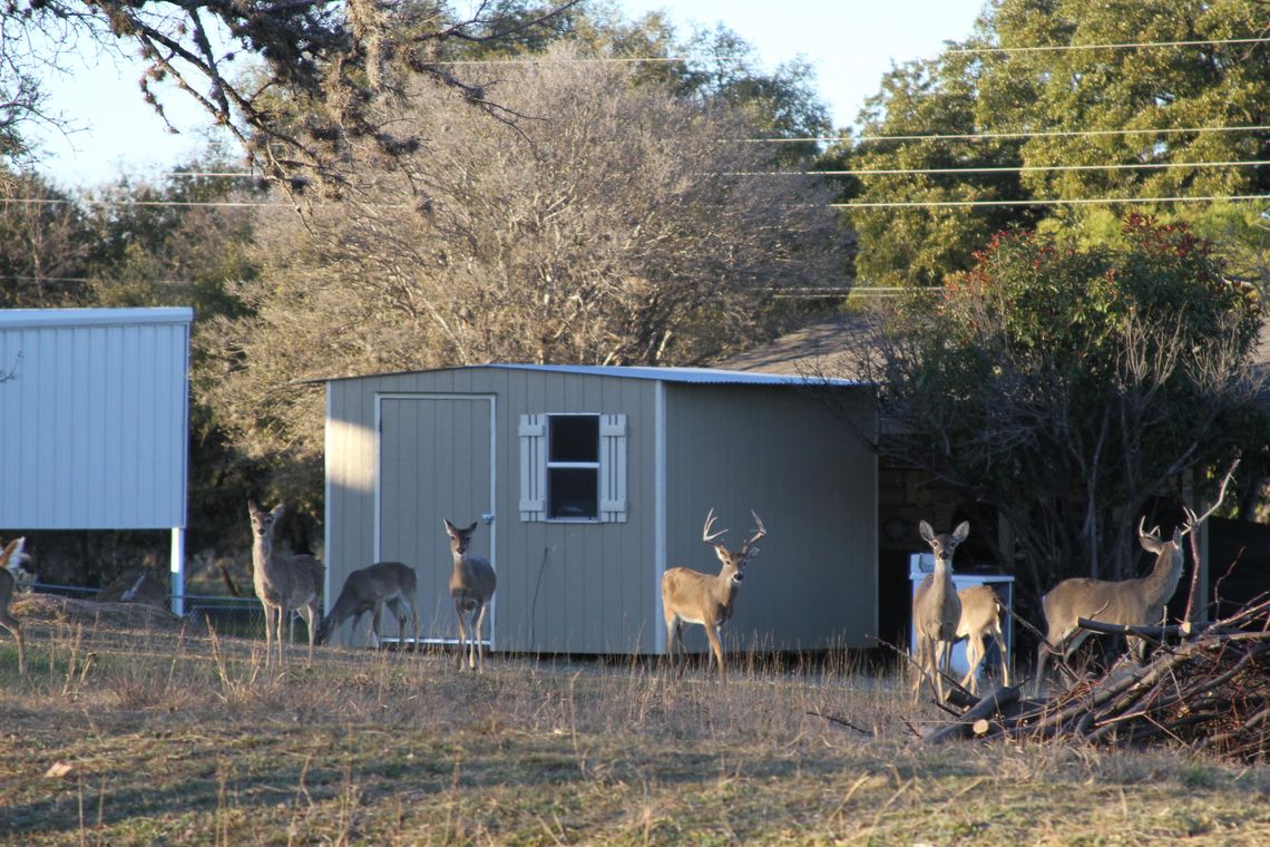 Citizens critical of deer harvesting program