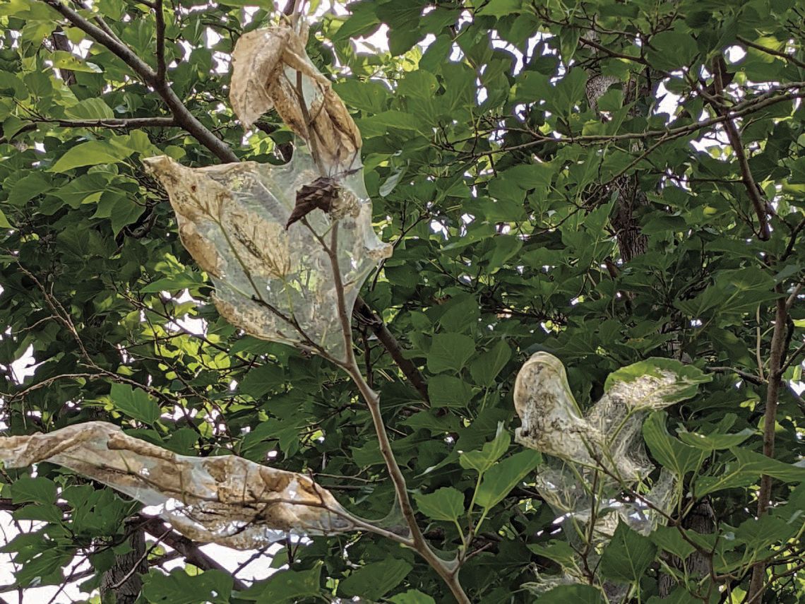Discerning the differences of web-like nests