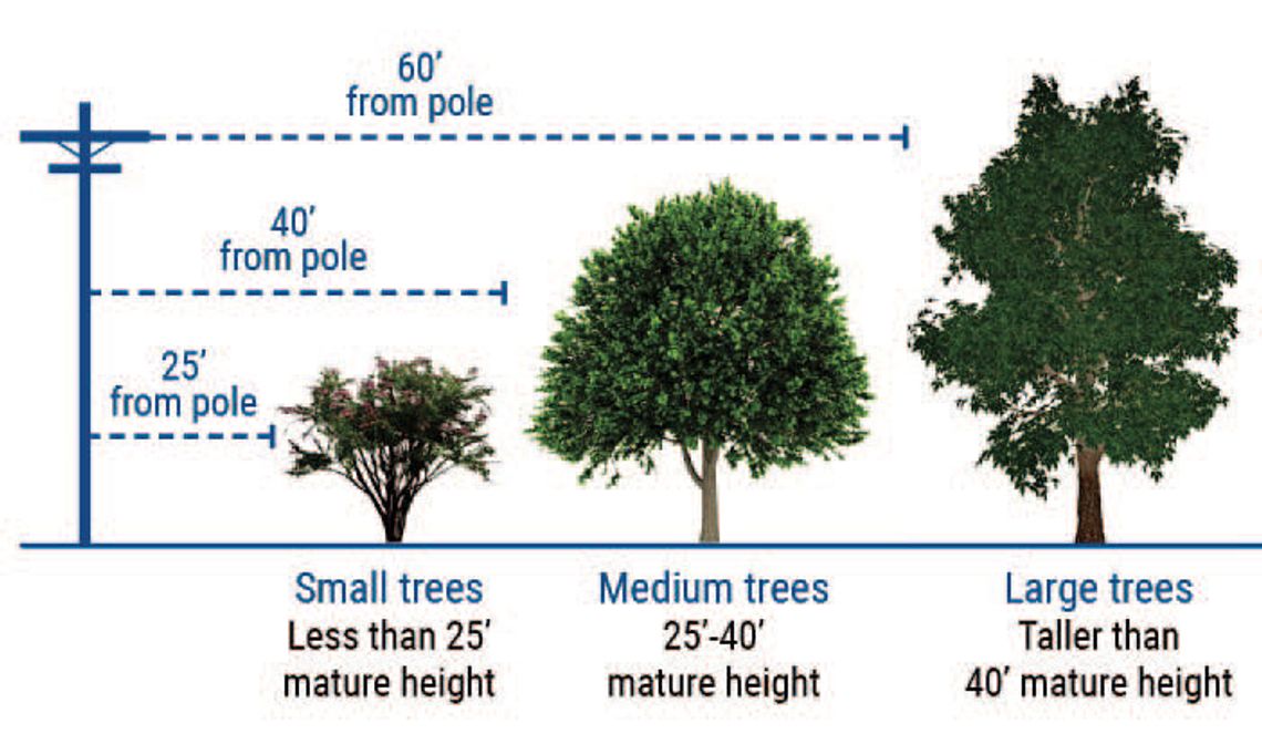 Electric co-op shares tips for fall planting