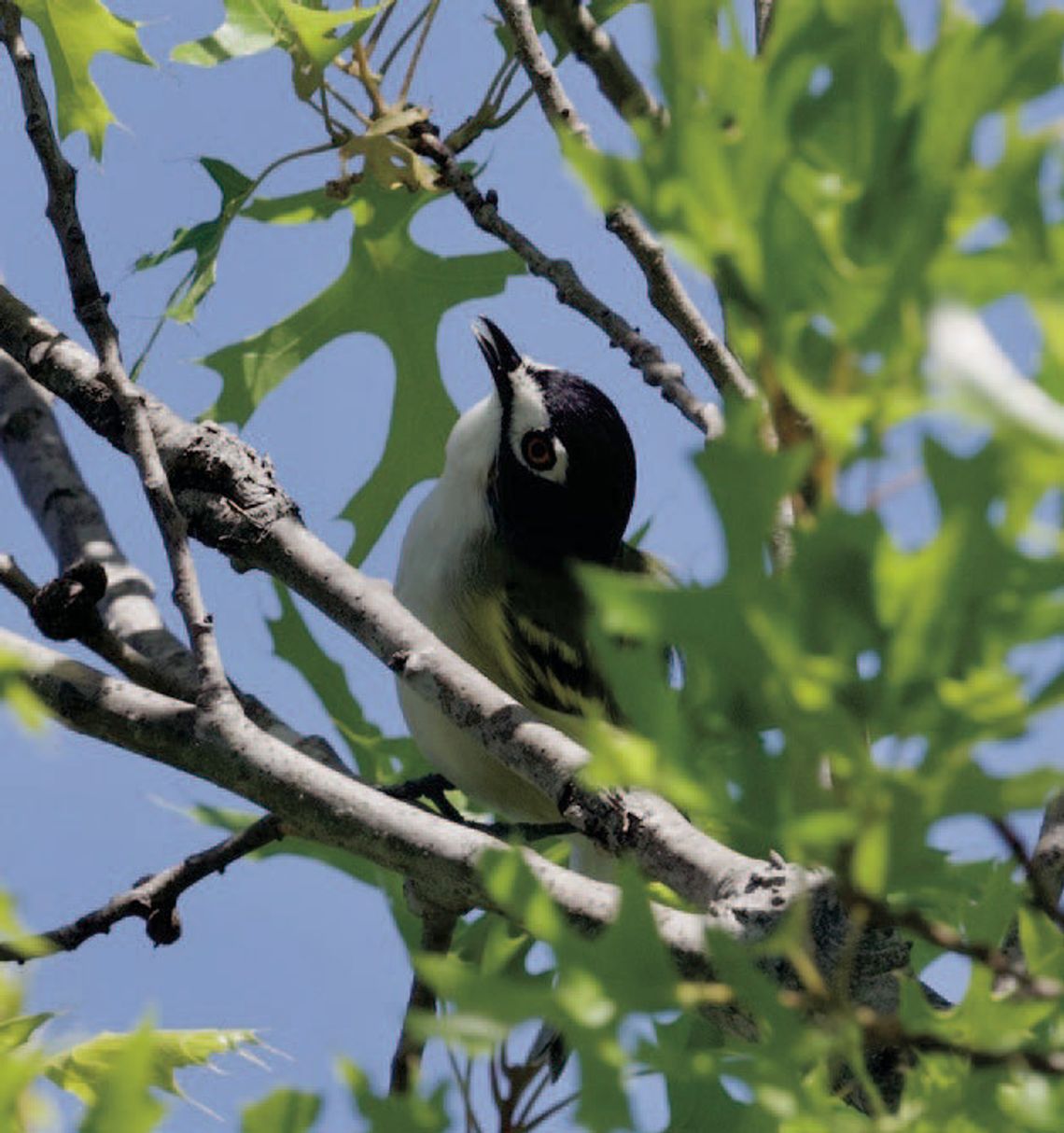 Exploring ways to conserve the web of life