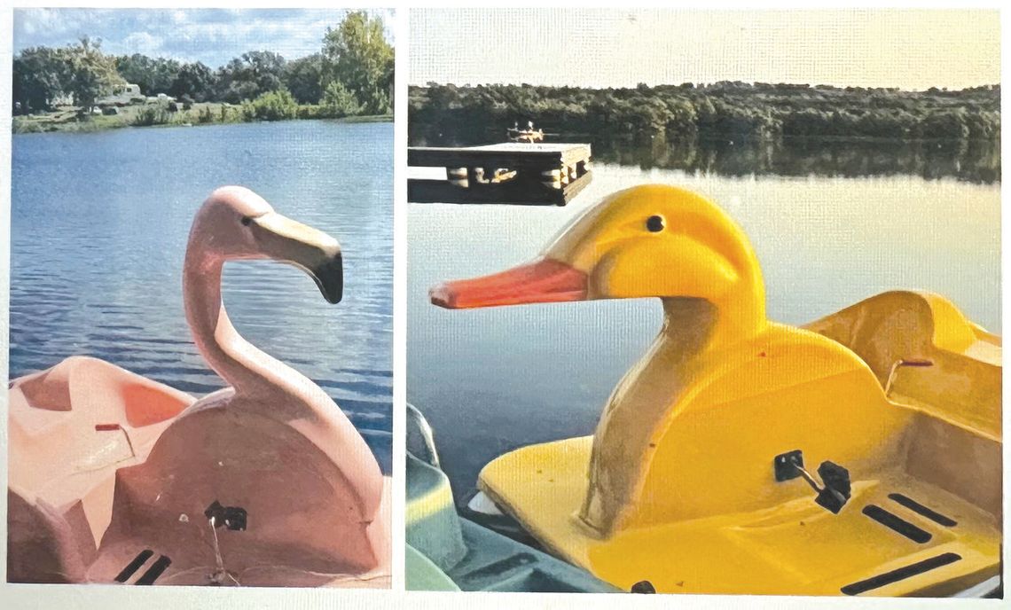 Campers are flocking to win the privilege of naming the two new birds paddling around on Inks Lake. Contributed photos