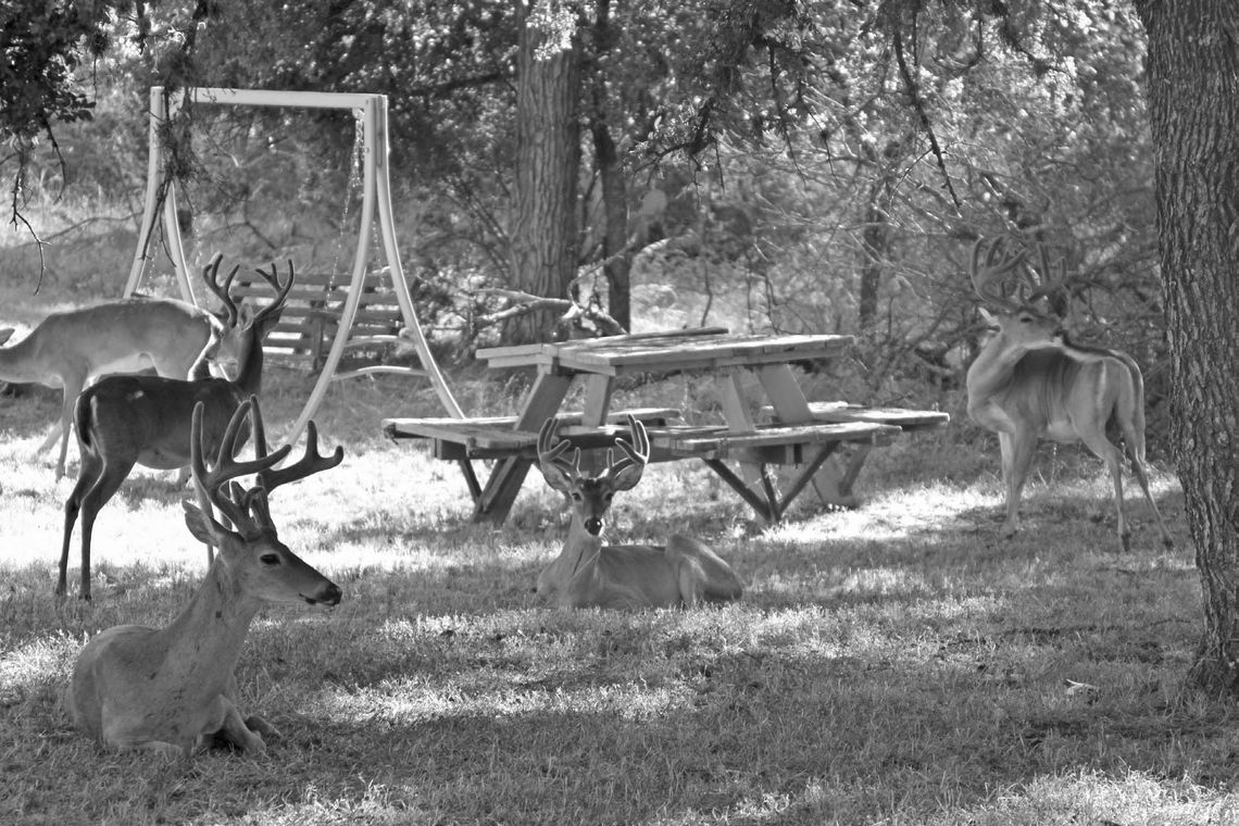 Granite Shoals cracking down on deer poaching