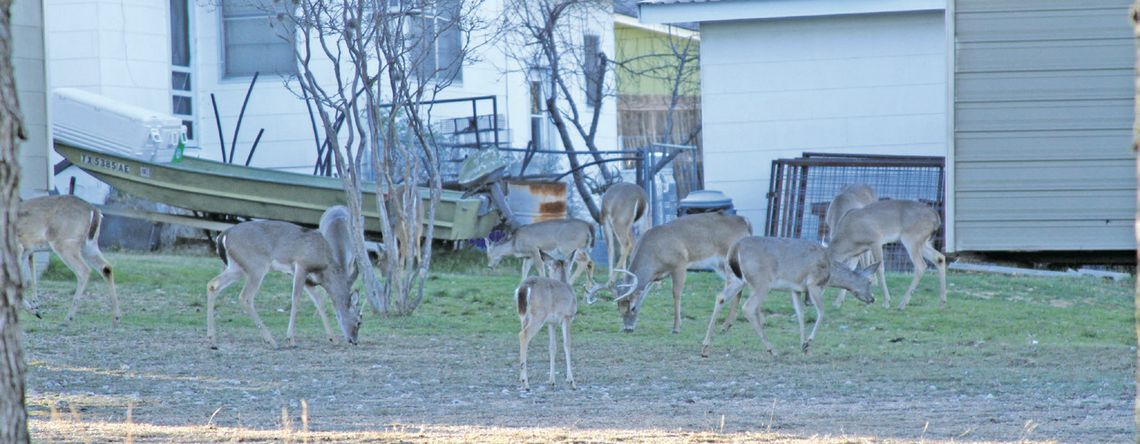 Granite Shoals deer fall harvesting program underway
