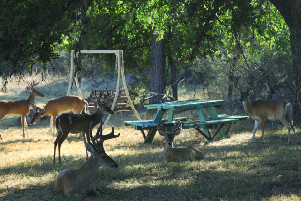 GShoals relaunches deer culling program