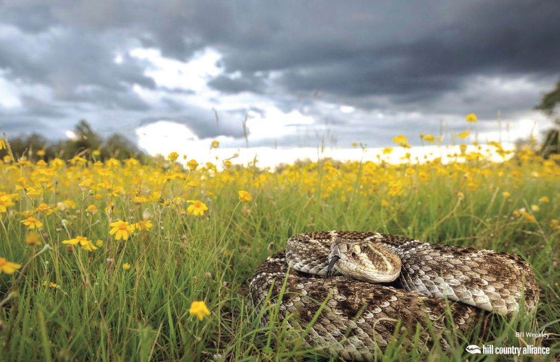 Danger in the Wild - flowers by Bill Weekley was 2nd runner up.