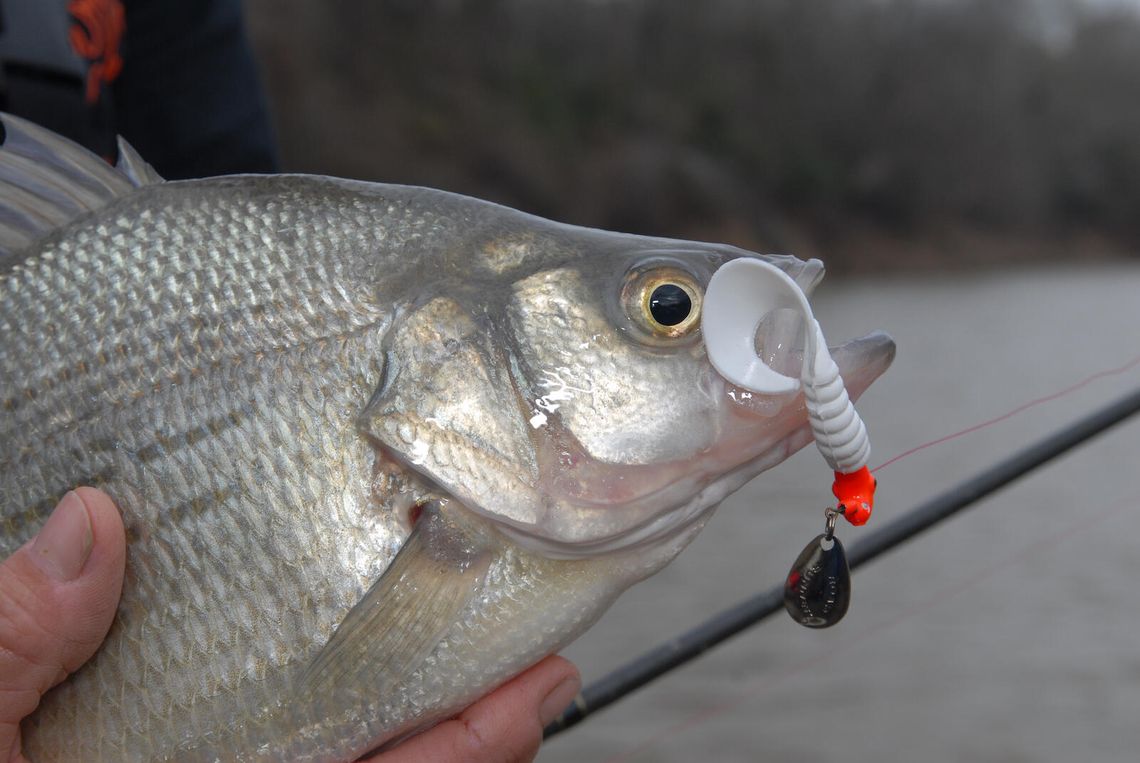On Lake LBJ, bass are good skipping docks with craws, flukes and worms, or cranking bulkheads and shallow rocks. File photo