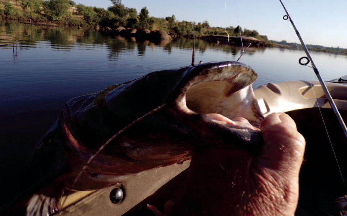Kayaker nabs mighty ‘yellow cat’ on tiny jig