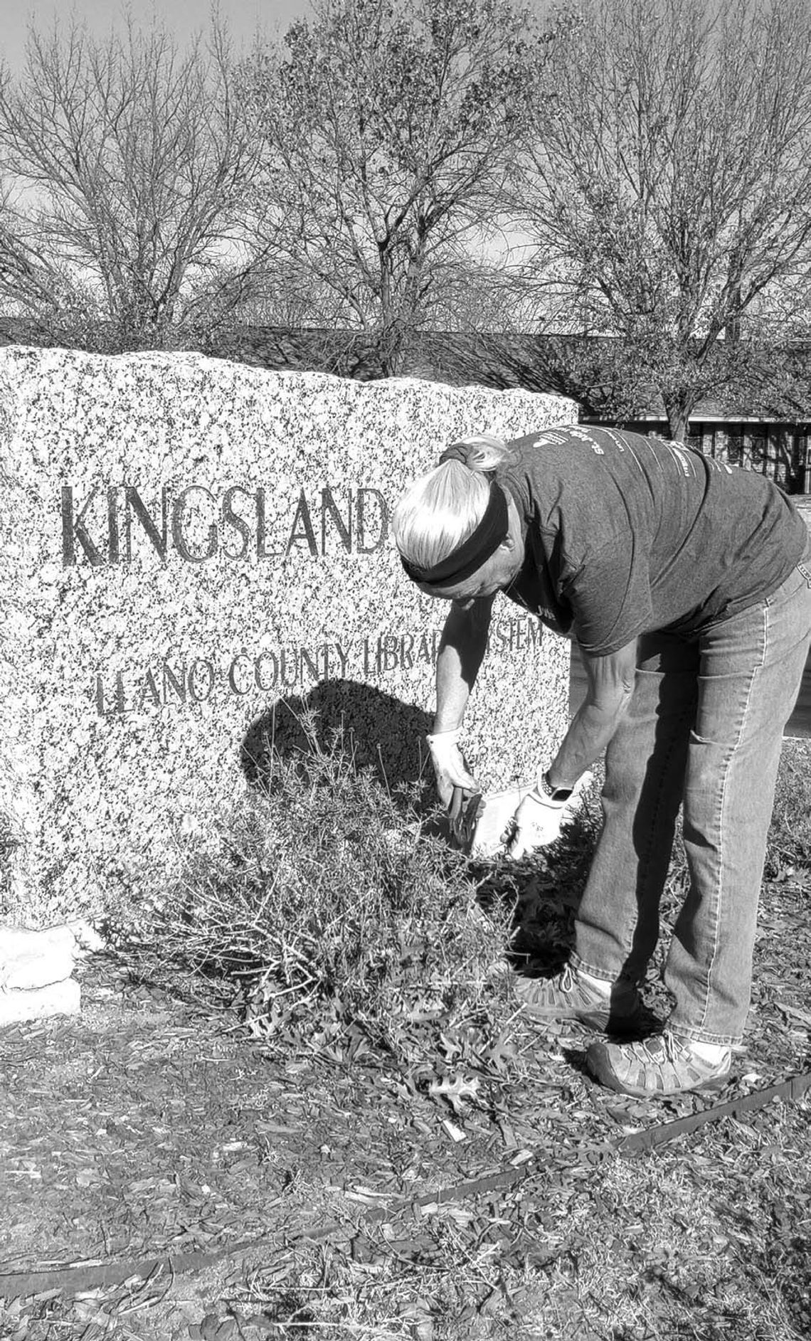 The Kingsland Garden Club will host its annual Plant Sale on Saturday, March 22, 8 a.m. to noon. Pictured is Kingsland Garden Club member Luellen Schoen maintaining native plants on the grounds of Kingsland Library. Beverly Walker/The Highlander